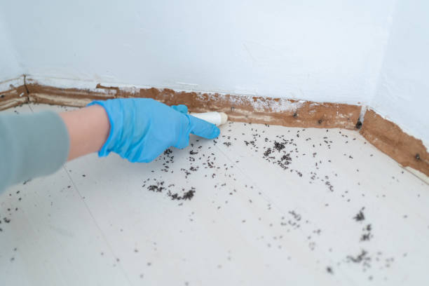 Reliable Graham, NC Pest Control Solutions